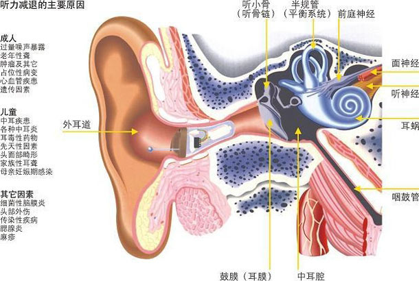 人耳的构造和主要功能